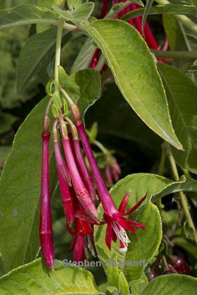 fuchsia boliviana 2 graphic